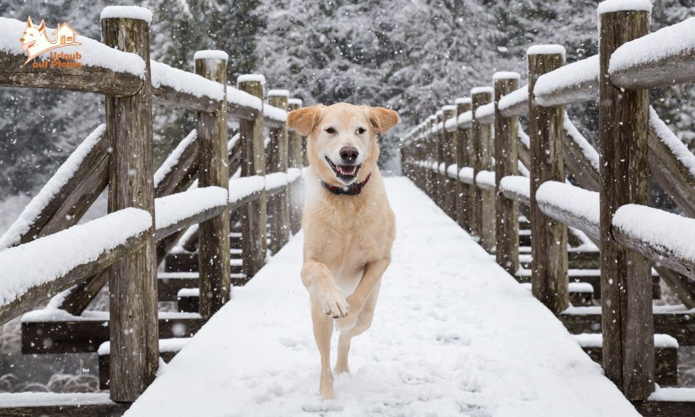 Ferienhaus im Winter mit Hund