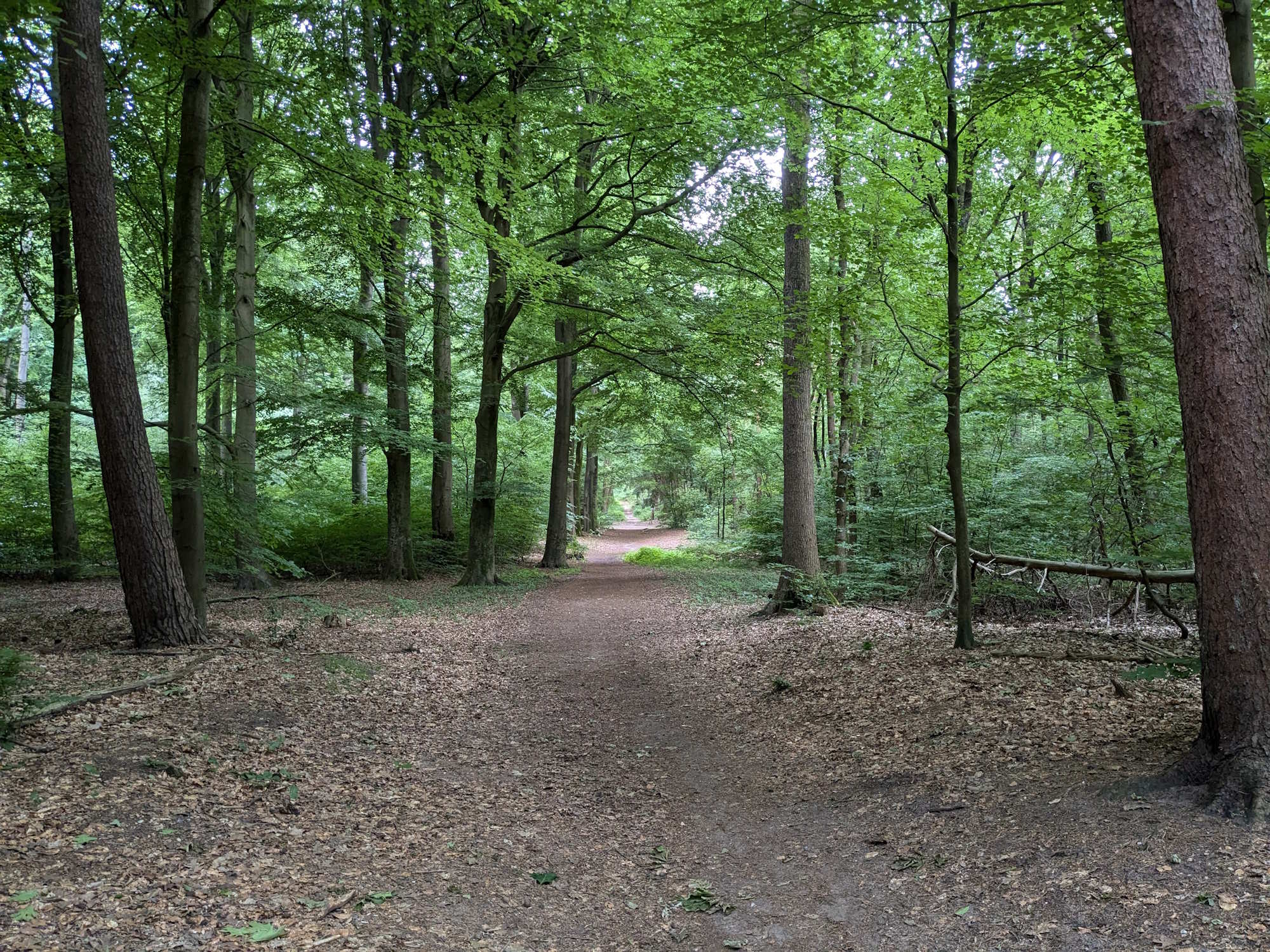 Edese Wald