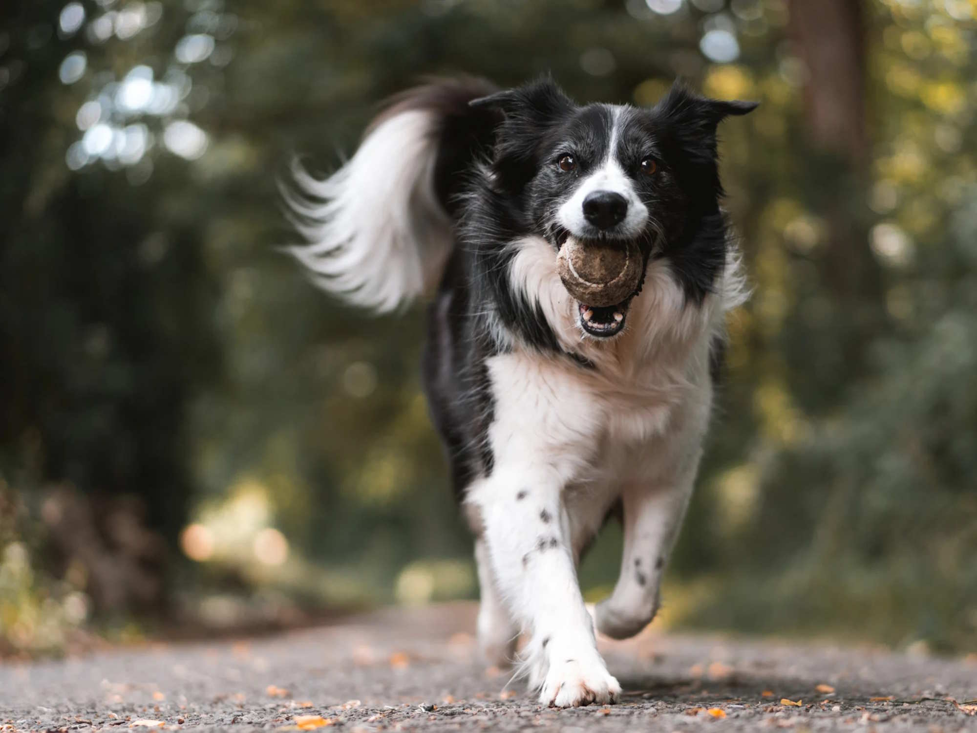 Leinen los im Edese Wald