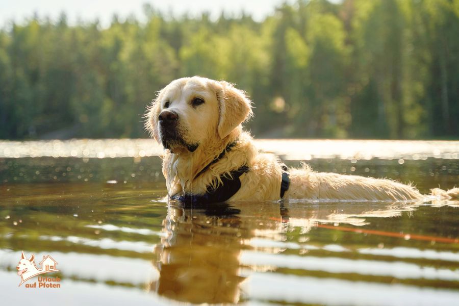 Ferienhaus am See mit Hund, Hund schwimmt im See