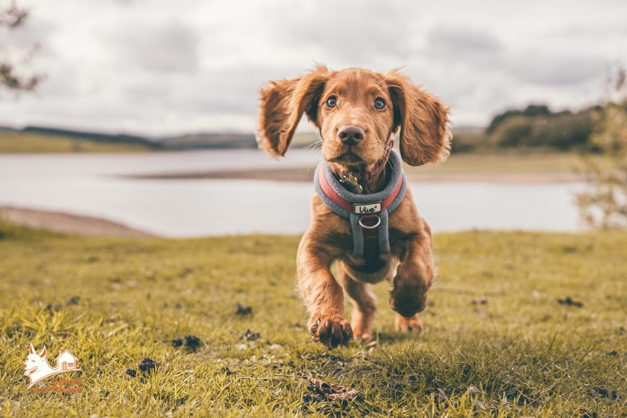 Ferienhaus am See mit Hund, Hund spielt am See