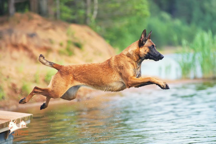 Badeurlaub mit Hund am See