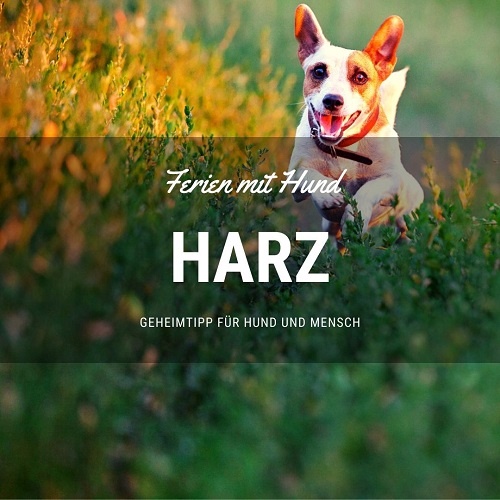 Ferienhaus mit Hund im Harz