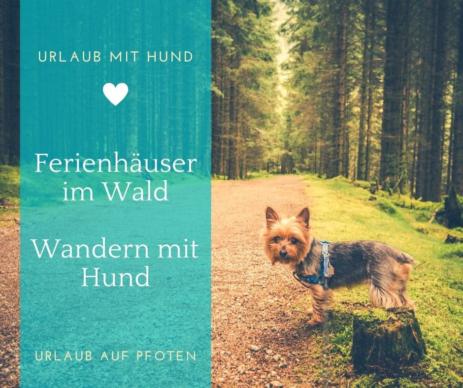 Urlaub mit Hund im Wald Urlaub auf Pfoten