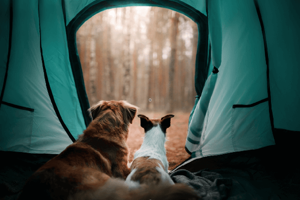 Camping Niederlande mit Hund | Urlaub auf Pfoten
