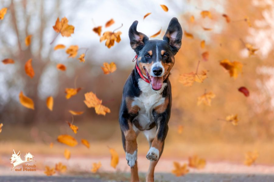 Urlaub mit Hund im November