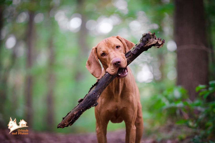Urlaub mit Hund im Oktober