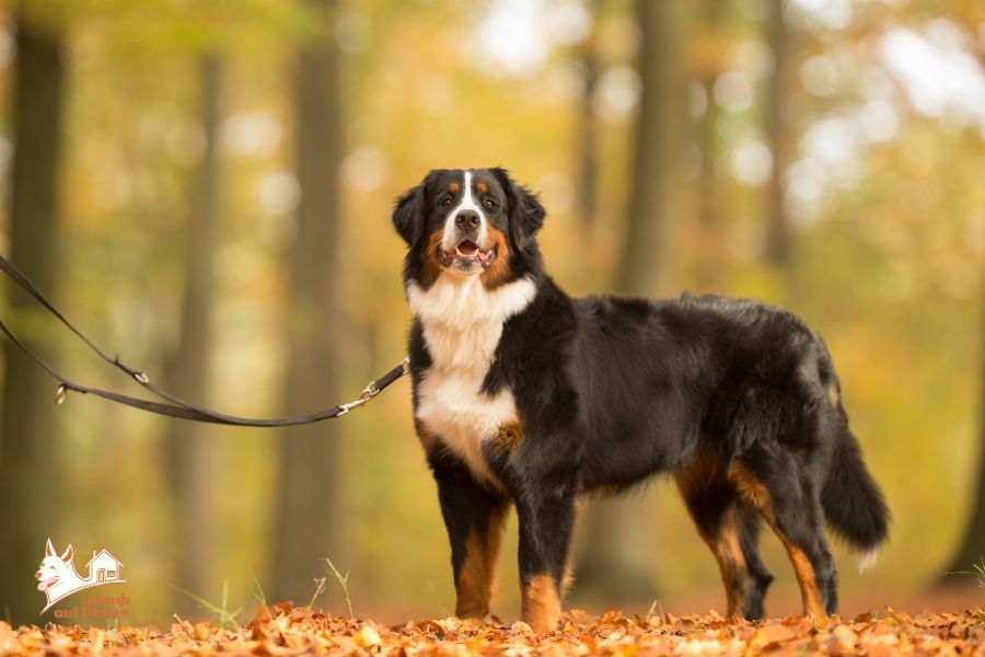 Urlaub mit Hund im September