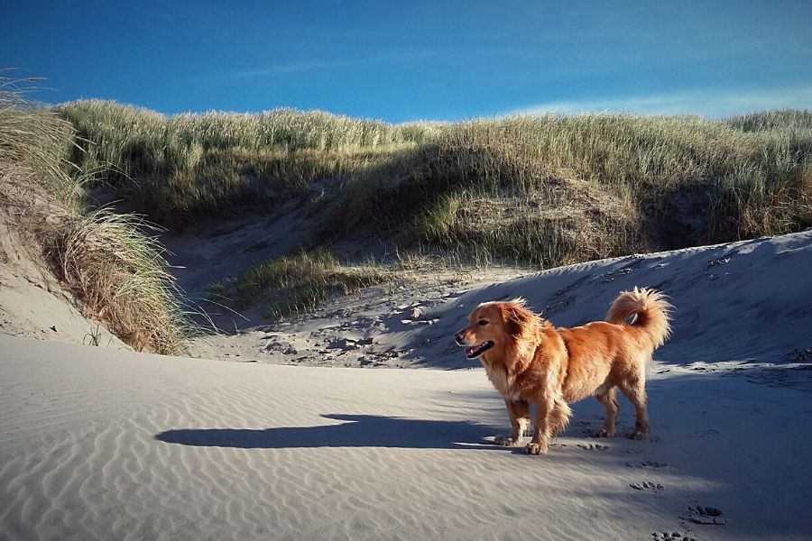 Hundestrand Schweden