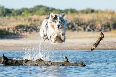 HUNDESTRAND & FREILAUFGEBIETE Niederlande 