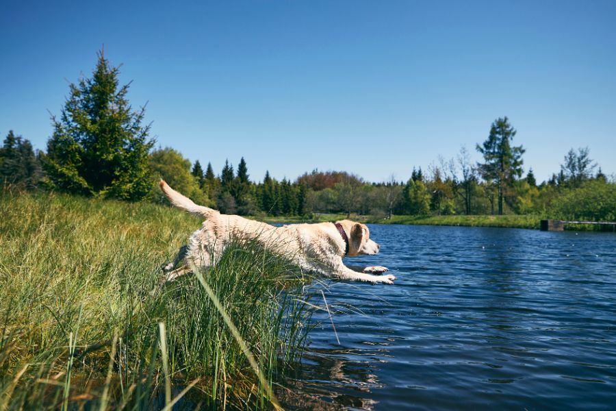 Ferienhäuser mit Hund | Urlaub auf Pfoten