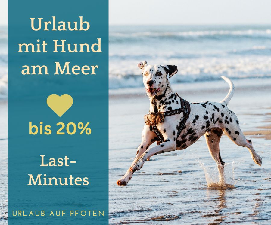 last Minute mit hund am Meer