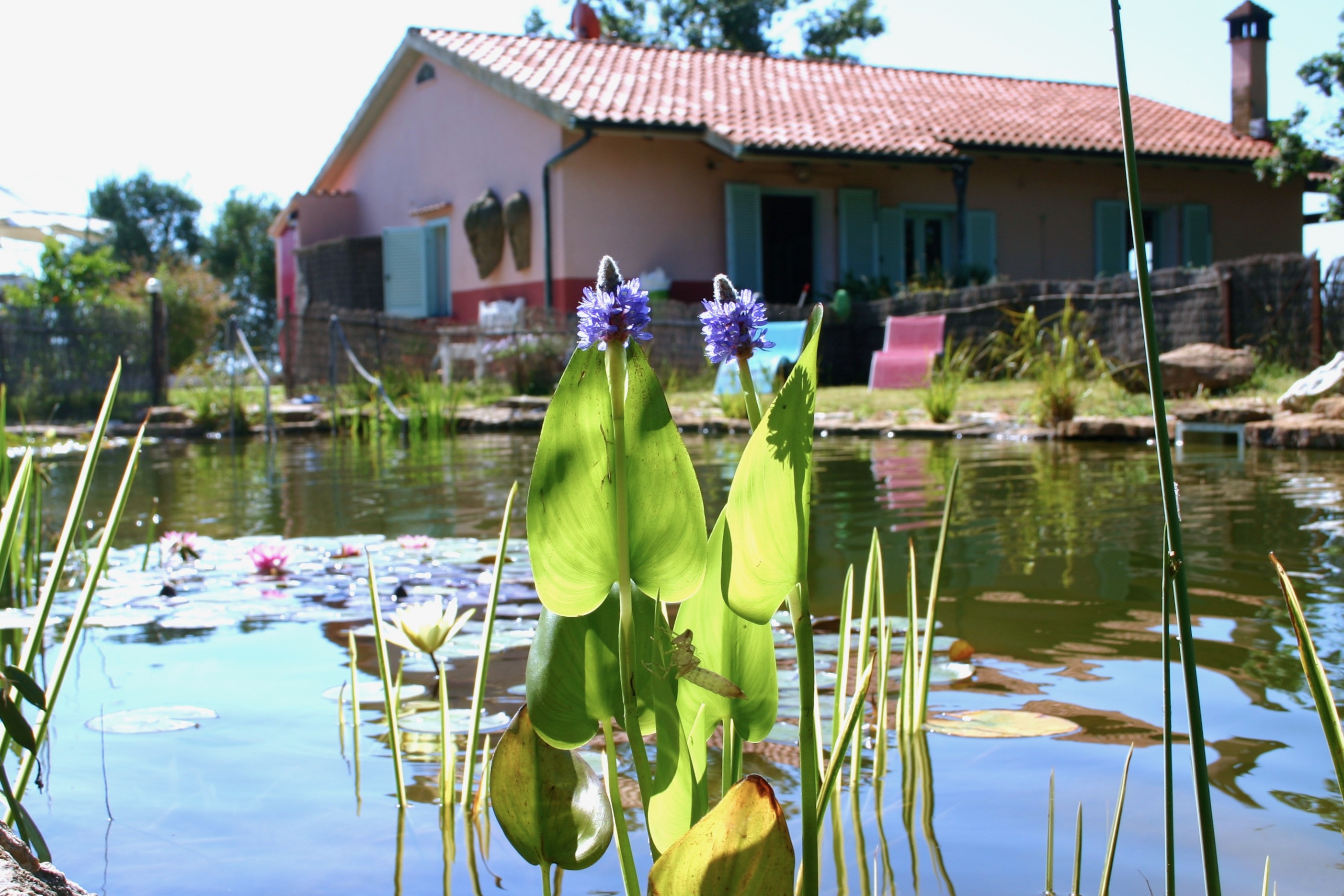 Ferienhaus mit umzäuntem Garten in Suvereto (Italien) und 5 Hunde erlaubt