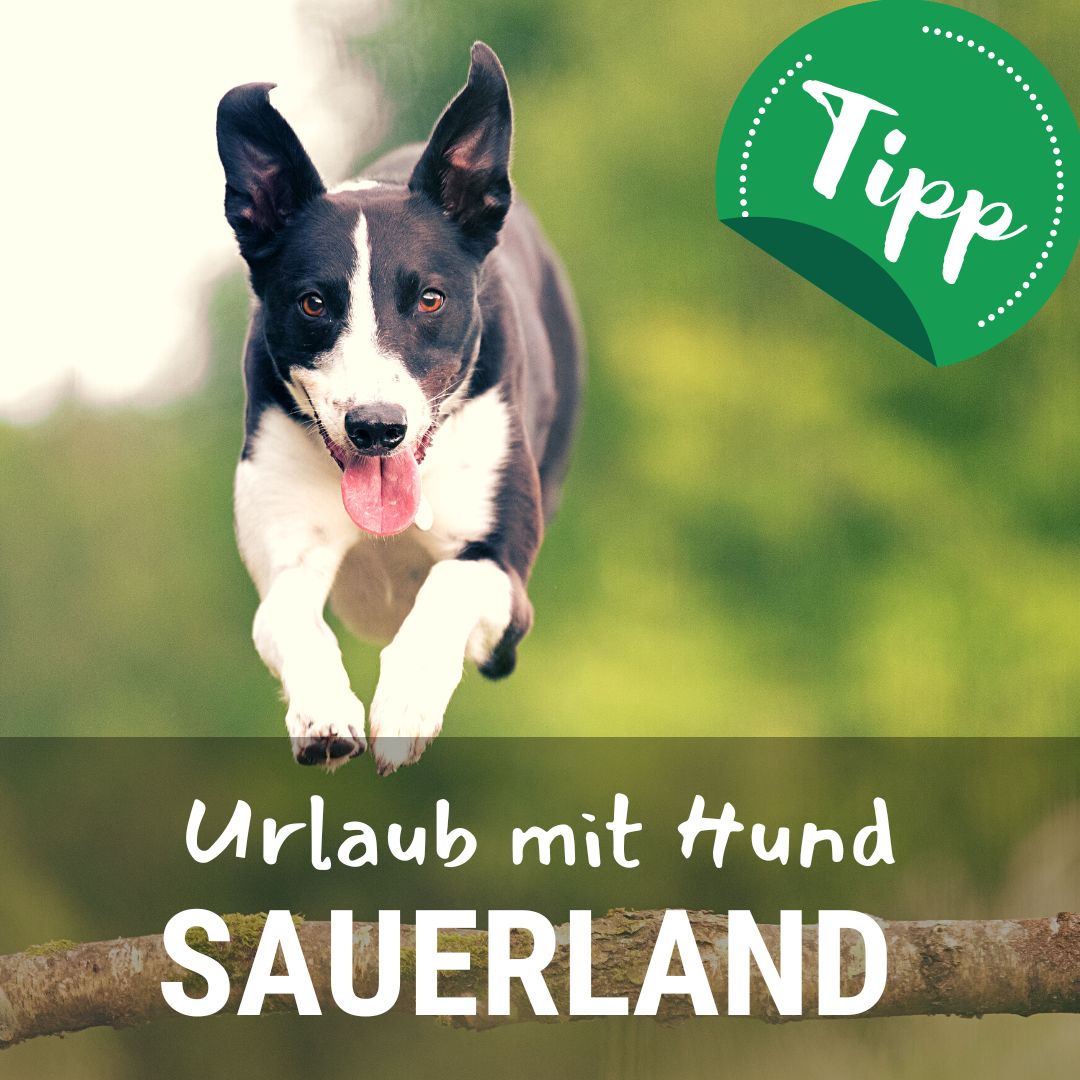 Ferienhaus mit Hund im Sauerland