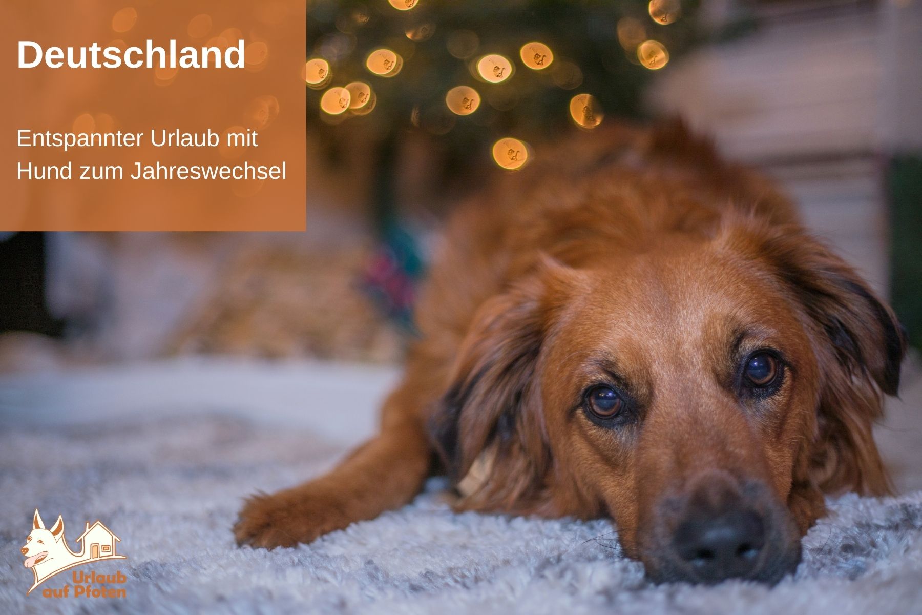 Silvester mit hund Deutschland