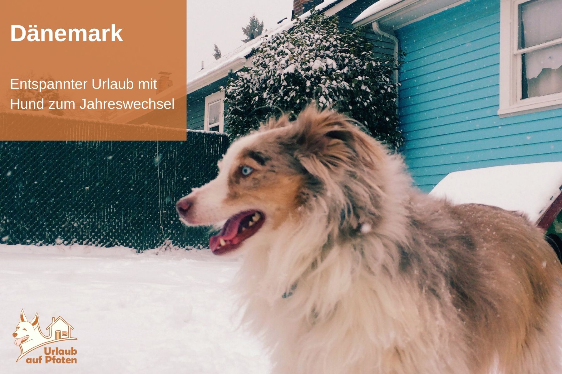 Silvester mit hund Dänemark