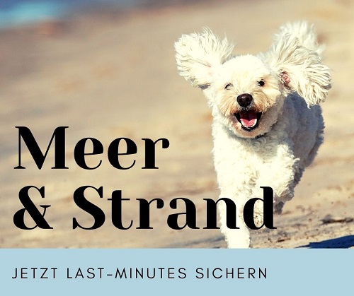 Sonderangebote Ferienhaus am Strand Hund