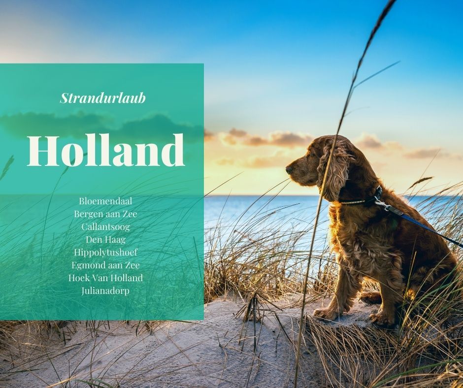 Præstation besøg bord Urlaub mit Hund am Meer – Ferienhäuser am Strand