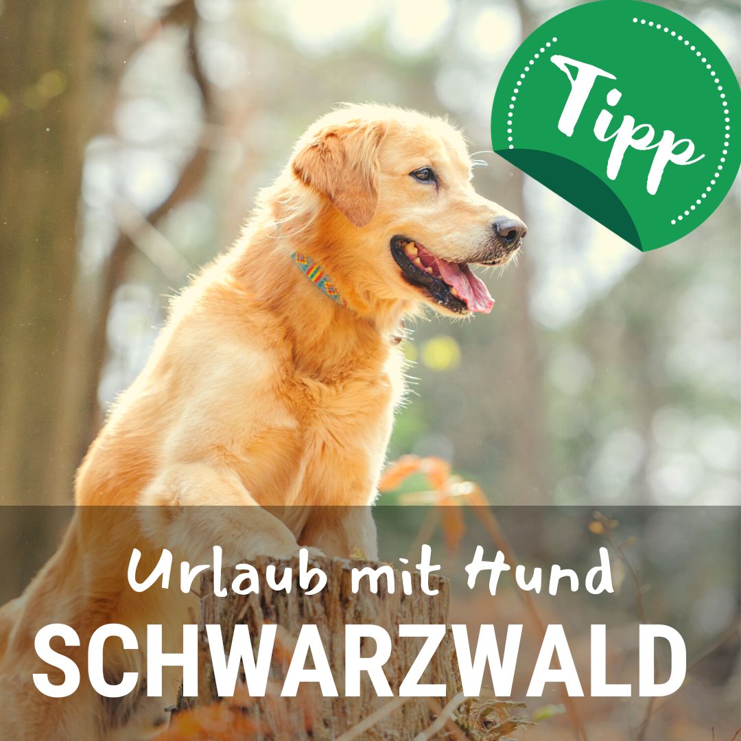Ferienhaus mit Hund im Schwarzwald