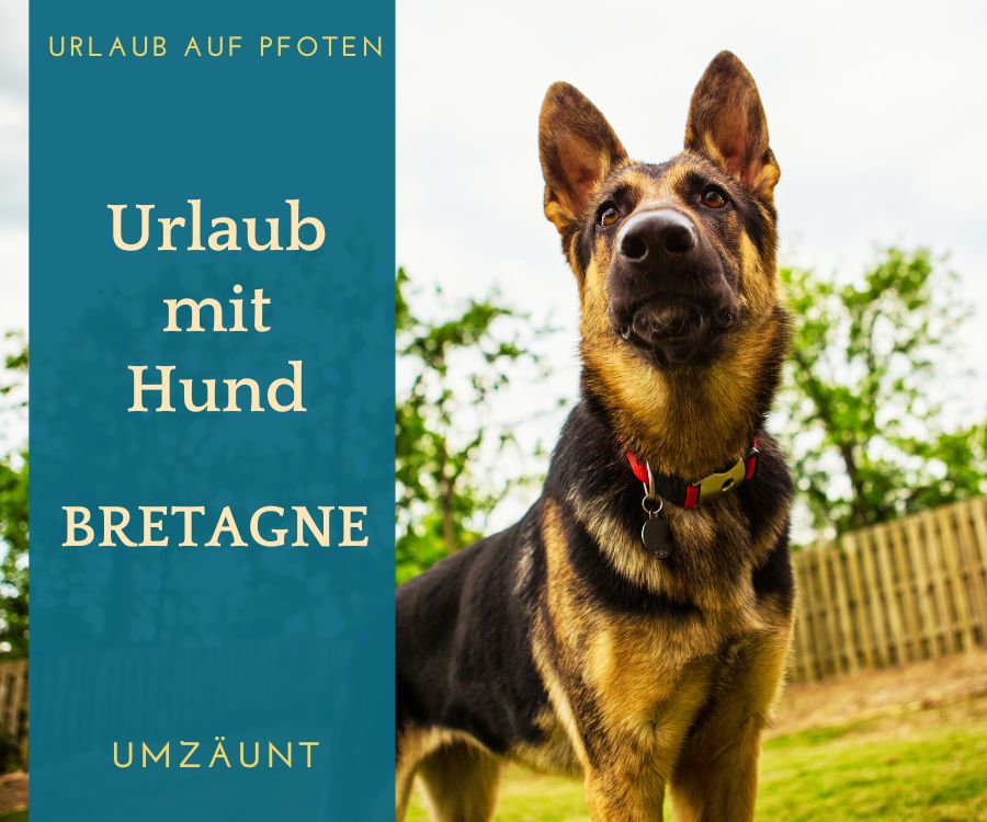 Ferienhaus umzäunt Bretagne mit Hund