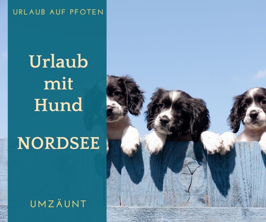 Ferienhaus umzäunt Nordsee mit Hund