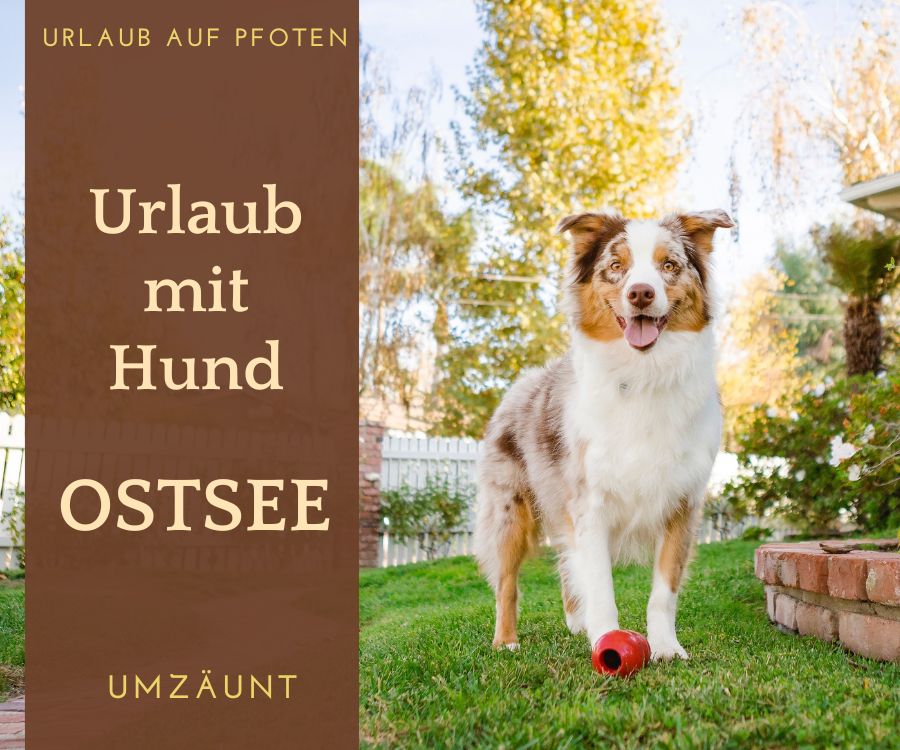 Ferienhaus umzäunt Ostsee mit Hund