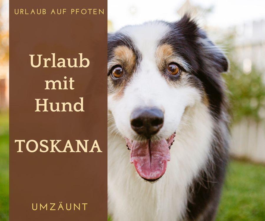Ferienhaus umzäunt Toskana mit Hund