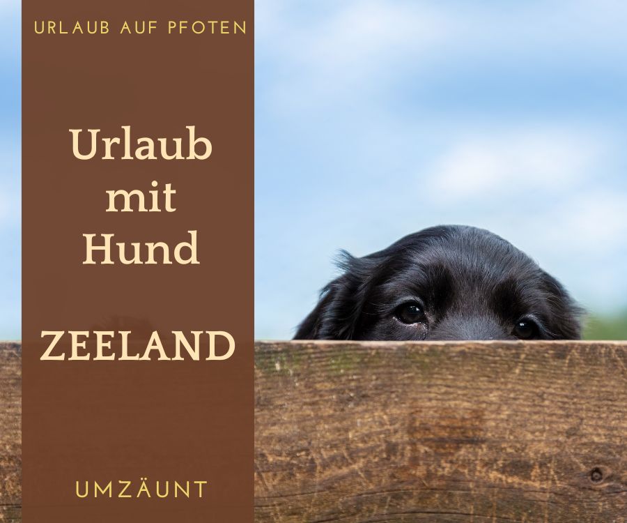 Zeeland mit Hund umzäunt