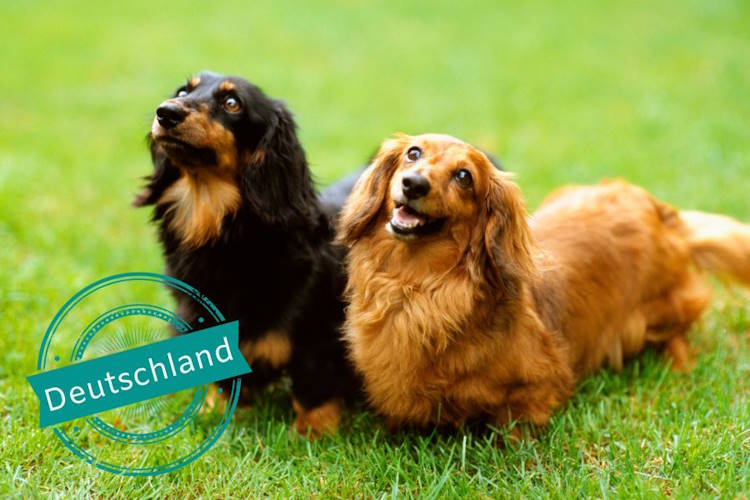 Urlaub Deutschland mit 2 Hunde