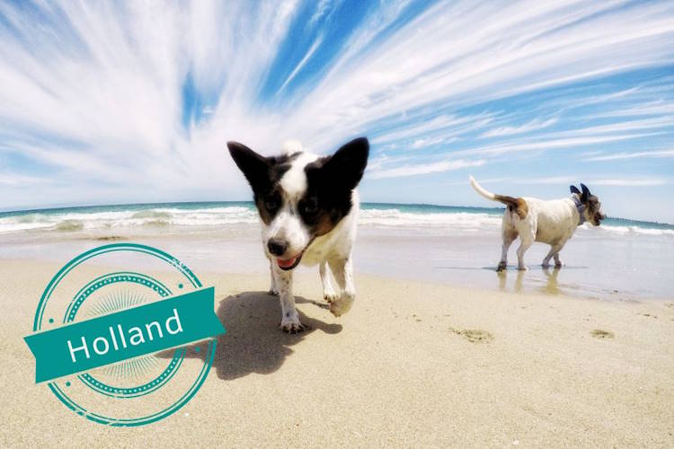 Urlaub Holland mit 2 Hunde