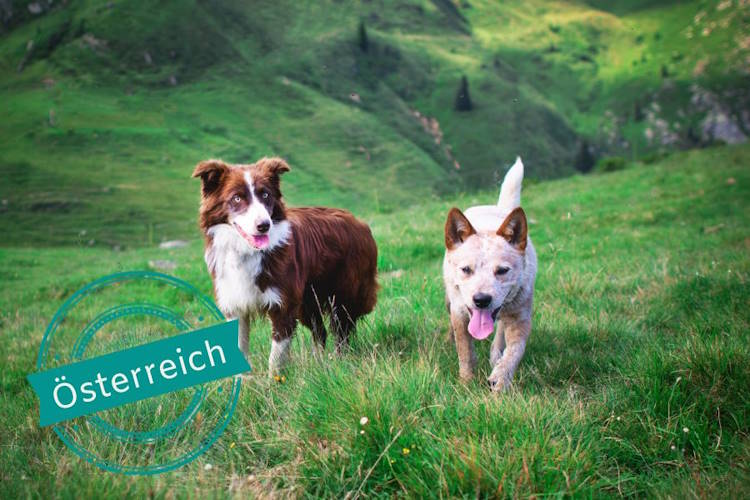 Urlaub Österreich mit 2 Hunde