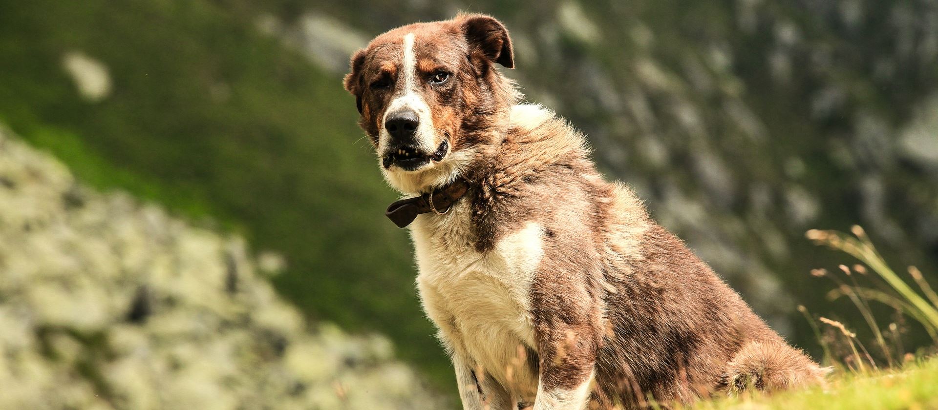 Österreich Ferienhaus mit Hund.